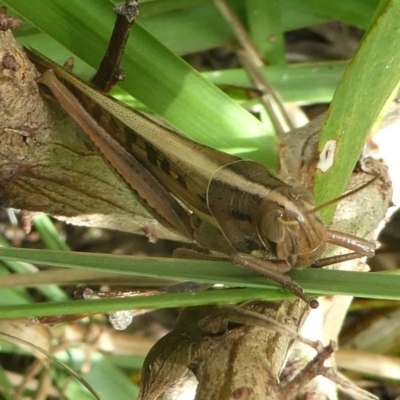 Austracris proxima (Spur-throated locust) at Barunguba (Montague) Island - 20 Mar 2019 by HarveyPerkins