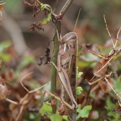 Austracris proxima (Spur-throated locust) at Undefined, NSW - 25 Mar 2019 by HarveyPerkins
