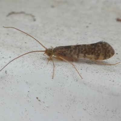 Trichoptera (order) (Unidentified Caddisfly) at Undefined, NSW - 21 Mar 2019 by HarveyPerkins