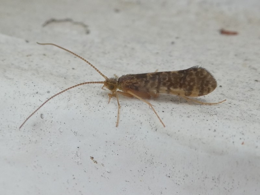 Trichoptera sp. (order) at Undefined, NSW - 21 Mar 2019