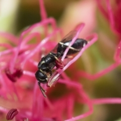 Hylaeus (Prosopisteron) minusculus (Hylaeine colletid bee) at Illilanga & Baroona - 18 Nov 2018 by Illilanga