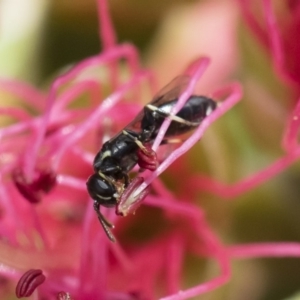 Hylaeus (Prosopisteron) minusculus at Michelago, NSW - 18 Nov 2018