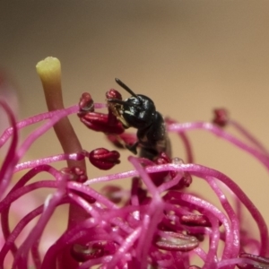 Hylaeus (Prosopisteron) minusculus at Michelago, NSW - 18 Nov 2018