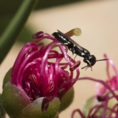 Hylaeus (Prosopisteron) minusculus at Michelago, NSW - 18 Nov 2018