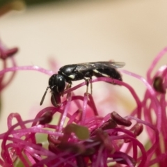 Hylaeus (Prosopisteron) minusculus at Michelago, NSW - 18 Nov 2018