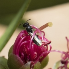 Hylaeus (Prosopisteron) minusculus at Michelago, NSW - 18 Nov 2018