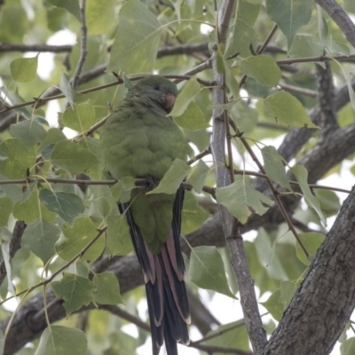 Polytelis swainsonii (Superb Parrot) at Higgins, ACT - 31 Mar 2019 by AlisonMilton