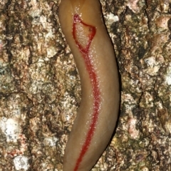 Triboniophorus graeffei (Red Triangle Slug) at Rosedale, NSW - 29 Mar 2019 by jb2602