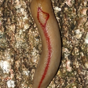 Triboniophorus graeffei at Rosedale, NSW - 29 Mar 2019