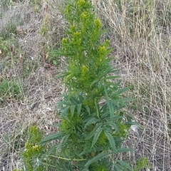 Tagetes minuta (Stinking Roger) at Mount Painter - 2 Apr 2019 by SarahHnatiuk