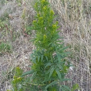 Tagetes minuta at Cook, ACT - 2 Apr 2019 03:48 PM