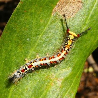 Acyphas (genus) (An Erebid moth) at Barunguba (Montague) Island - 19 Mar 2019 by HarveyPerkins