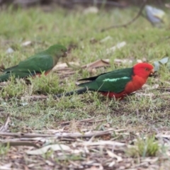 Alisterus scapularis (Australian King-Parrot) at Higgins, ACT - 30 Mar 2019 by Alison Milton