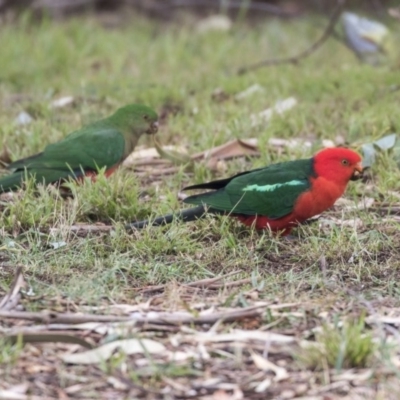 Alisterus scapularis (Australian King-Parrot) at Higgins, ACT - 31 Mar 2019 by AlisonMilton