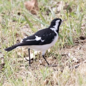 Grallina cyanoleuca at Holt, ACT - 31 Mar 2019