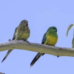 Psephotus haematonotus (Red-rumped Parrot) at Holt, ACT - 31 Mar 2019 by Alison Milton