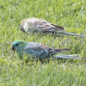 Psephotus haematonotus at Holt, ACT - 31 Mar 2019