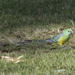 Psephotus haematonotus at Holt, ACT - 31 Mar 2019