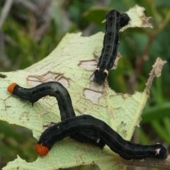 Calyptra minuticornis (Vampire Moth) at Barunguba (Montague) Island - 24 Mar 2019 by HarveyPerkins