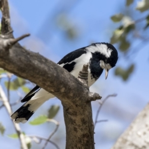 Grallina cyanoleuca at Higgins, ACT - 31 Mar 2019