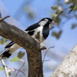 Grallina cyanoleuca at Higgins, ACT - 31 Mar 2019 11:33 AM