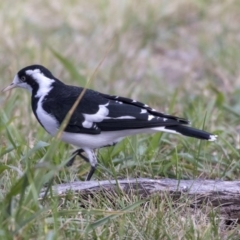 Grallina cyanoleuca at Higgins, ACT - 31 Mar 2019 11:33 AM