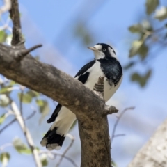 Grallina cyanoleuca at Higgins, ACT - 31 Mar 2019 11:33 AM