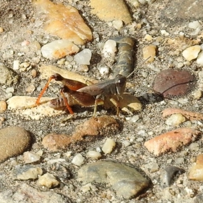 Phaulacridium vittatum (Wingless Grasshopper) at Namadgi National Park - 1 Apr 2019 by RodDeb