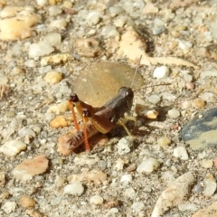 Phaulacridium vittatum at Rendezvous Creek, ACT - 1 Apr 2019 02:54 PM