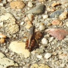 Phaulacridium vittatum at Rendezvous Creek, ACT - 1 Apr 2019 02:54 PM