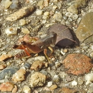 Phaulacridium vittatum at Rendezvous Creek, ACT - 1 Apr 2019 02:54 PM