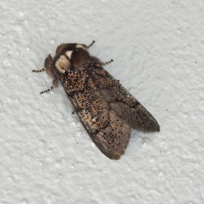 Oenosandra boisduvalii (Boisduval's Autumn Moth) at Namadgi National Park - 1 Apr 2019 by RodDeb