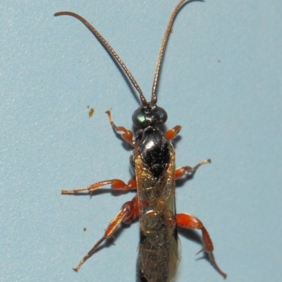 Ichneumonidae (family) (Unidentified ichneumon wasp) at Acton, ACT - 31 Mar 2019 by TimL