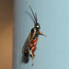 Ichneumonidae (family) at Acton, ACT - 31 Mar 2019