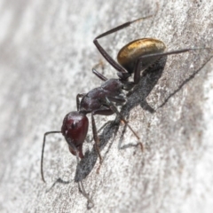 Camponotus suffusus (Golden-tailed sugar ant) at Acton, ACT - 31 Mar 2019 by TimL