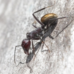 Camponotus suffusus (Golden-tailed sugar ant) at ANBG - 31 Mar 2019 by TimL