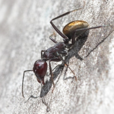 Camponotus suffusus (Golden-tailed sugar ant) at ANBG - 31 Mar 2019 by TimL