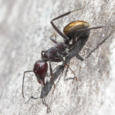 Camponotus suffusus (Golden-tailed sugar ant) at Acton, ACT - 31 Mar 2019 by TimL