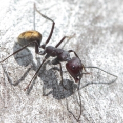 Camponotus suffusus at Acton, ACT - 31 Mar 2019