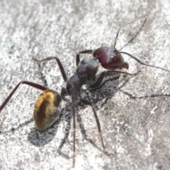 Camponotus suffusus at Acton, ACT - 31 Mar 2019