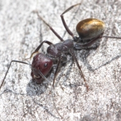 Camponotus suffusus at Acton, ACT - 31 Mar 2019