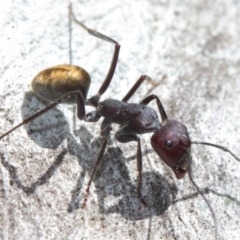 Camponotus suffusus at Acton, ACT - 31 Mar 2019