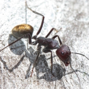 Camponotus suffusus at Acton, ACT - 31 Mar 2019 02:07 PM