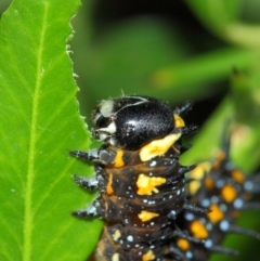 Papilio anactus at Hackett, ACT - 1 Apr 2019