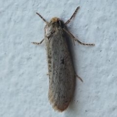 Lepidoscia (genus) IMMATURE (Unidentified Cone Case Moth larva, pupa, or case) at Barunguba (Montague) Island - 19 Mar 2019 by HarveyPerkins