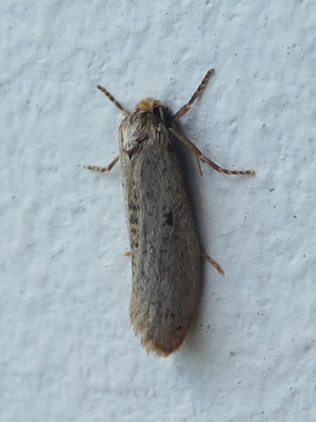 Lepidoscia (genus) at Undefined, NSW - 19 Mar 2019