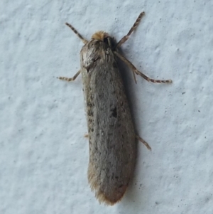 Lepidoscia (genus) at Undefined, NSW - 19 Mar 2019
