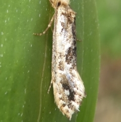 Moerarchis inconcisella (A tineid moth) at Barunguba (Montague) Island - 20 Mar 2019 by HarveyPerkins