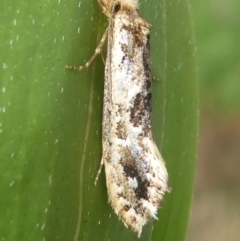 Moerarchis inconcisella (A tineid moth) at Undefined, NSW - 21 Mar 2019 by HarveyPerkins