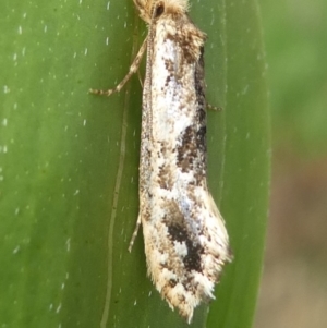 Moerarchis inconcisella at Undefined, NSW - 21 Mar 2019 10:15 AM